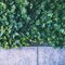 English Ivy